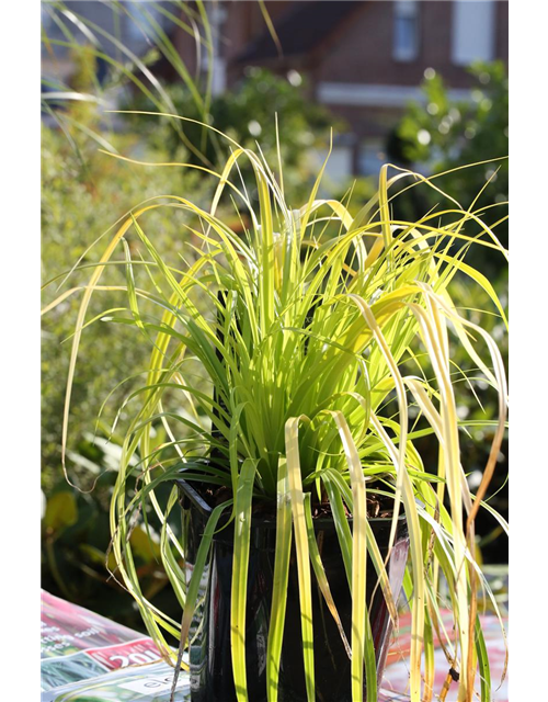 Carex oshimensis 'Everillo'®