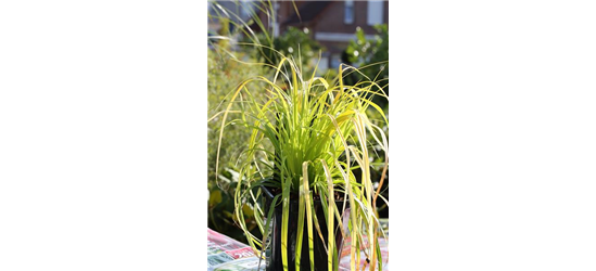 Carex oshimensis 'Everillo'®