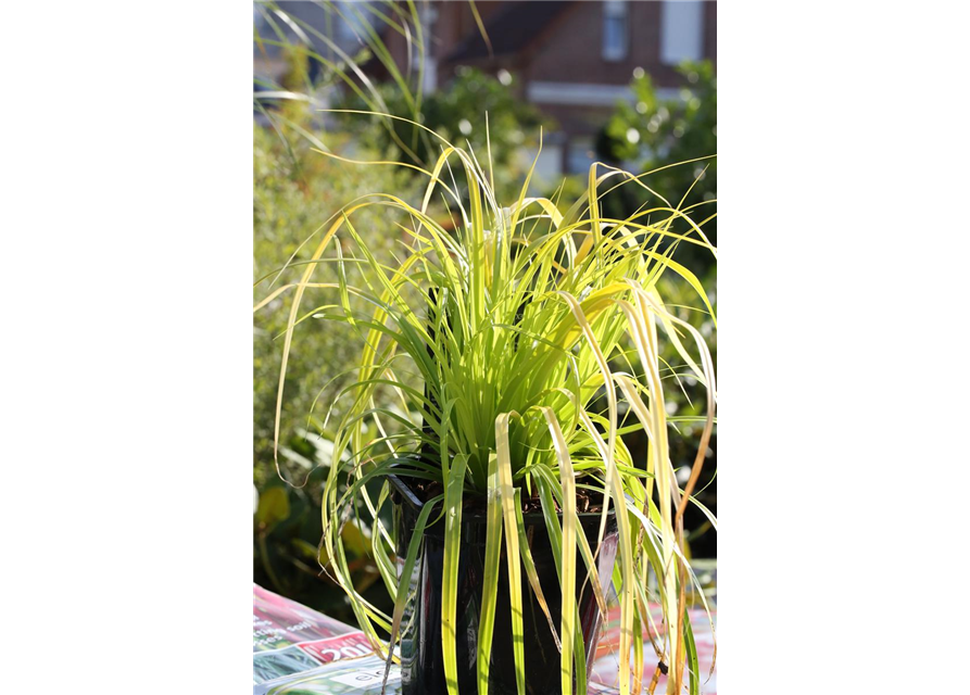 Carex oshimensis 'Everillo'®