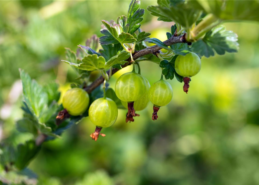 R Ribes uva-crispa 'Mucurines' CAC