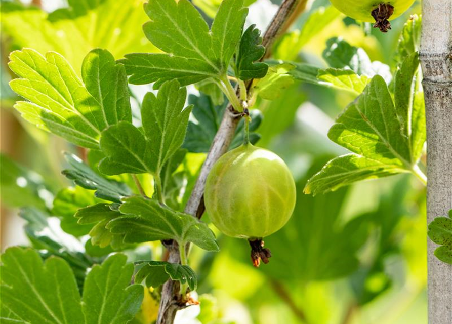 R Ribes uva-crispa 'Mucurines' CAC