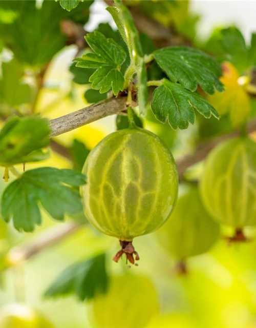 R Ribes uva-crispa 'Mucurines' CAC