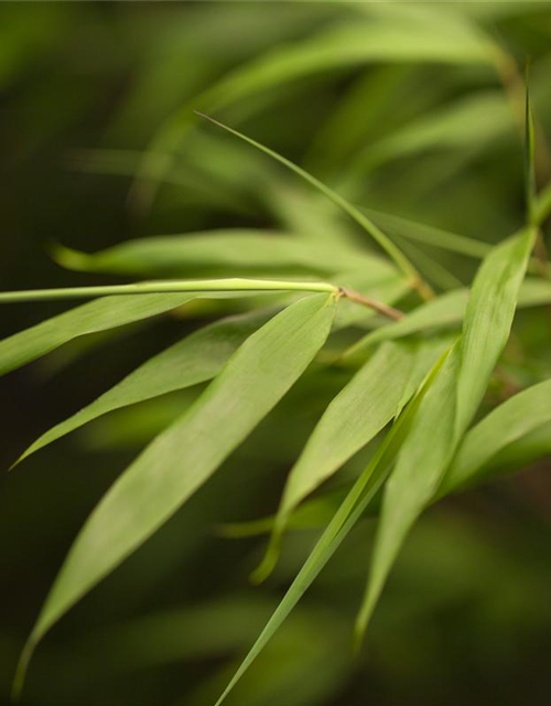 Fargesia scabrida 'Asian Wonder'