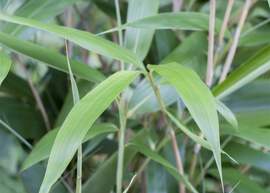 Fargesia scabrida 'Asian Wonder'