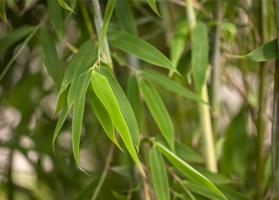 Fargesia murielae 'Maasai'®(S)