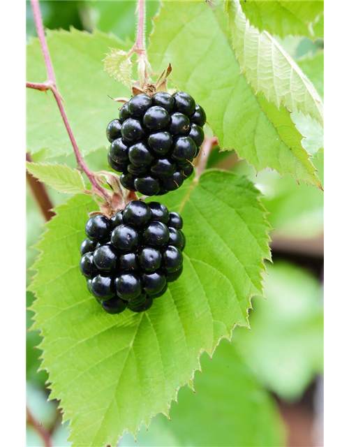 Rubus fruticosus 'Chester Thornless'