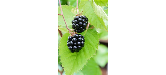 Rubus fruticosus 'Chester Thornless'