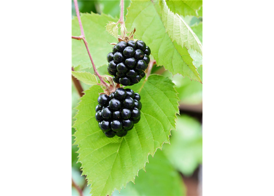 Rubus fruticosus 'Chester Thornless'