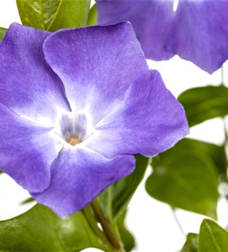 Vinca minor 'Bowles'