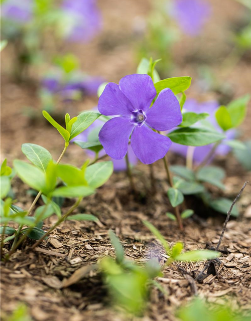 Vinca minor 'Bowles'