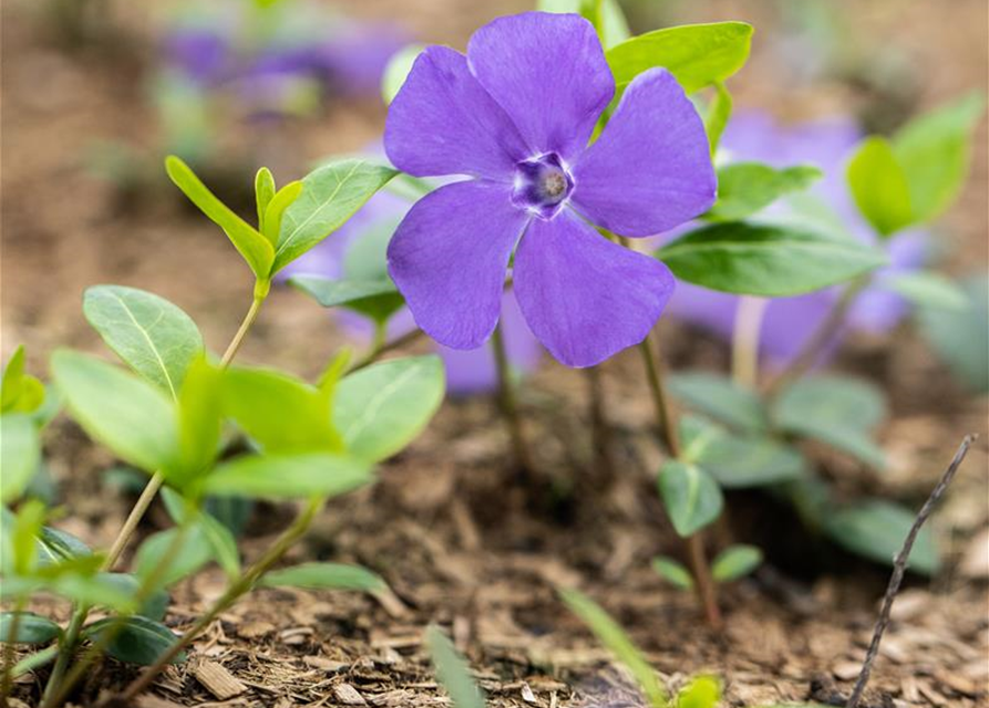 Vinca minor 'Bowles'