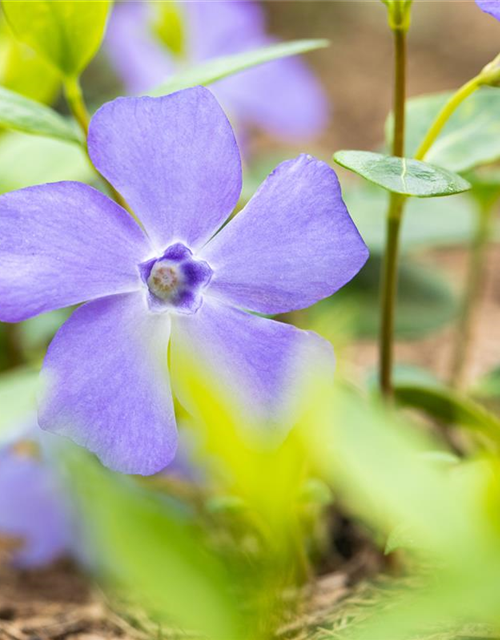 Vinca minor 'Bowles'