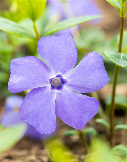 Vinca minor 'Bowles'