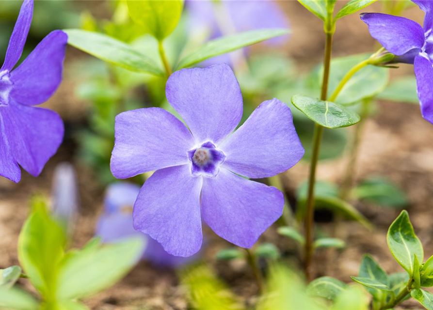 Vinca minor 'Bowles'