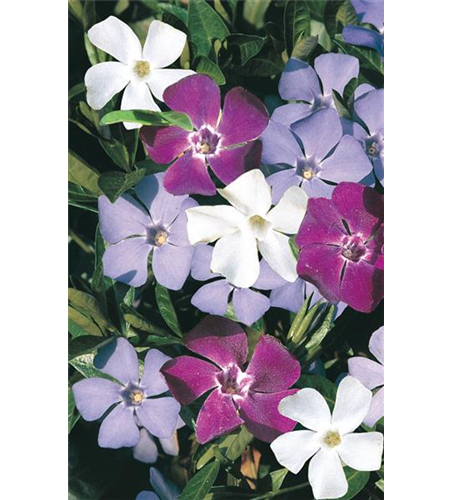 Vinca minor 'Sebastian's Beste'