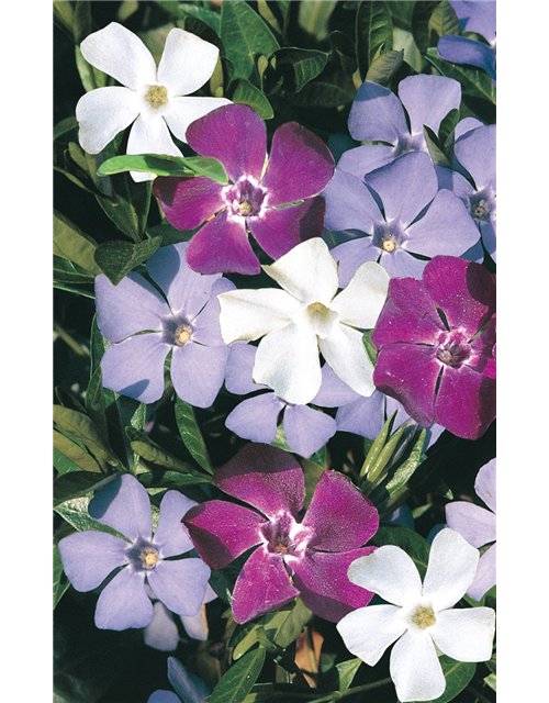 Vinca minor 'Sebastian's Beste'