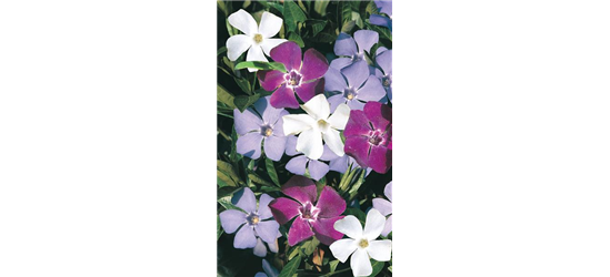 Vinca minor 'Sebastian's Beste'