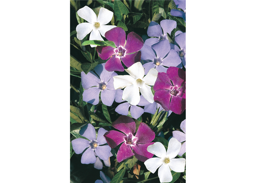 Vinca minor 'Sebastian's Beste'