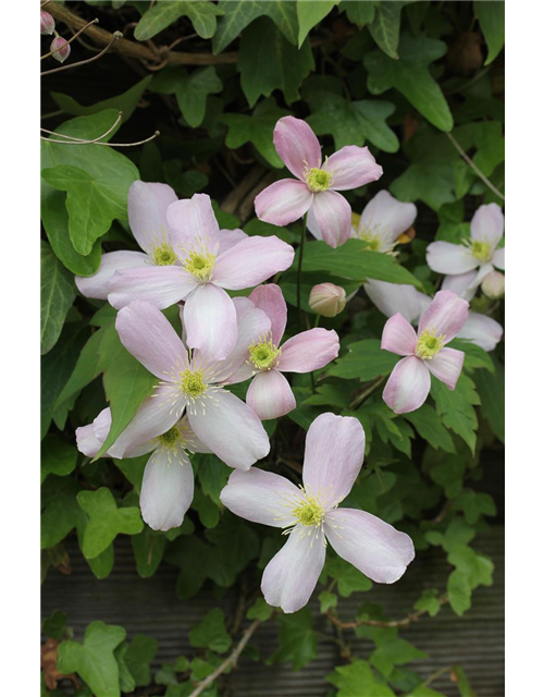 Clematis montana 'Rubens'