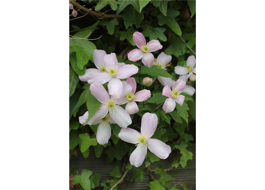 Clematis montana 'Rubens'