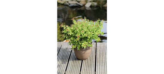 Spiraea japonica 'Sparkling Champagne'®