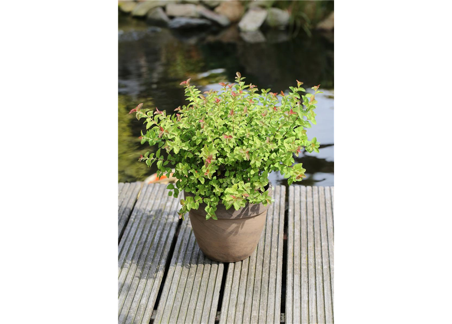 Spiraea japonica 'Sparkling Champagne'®