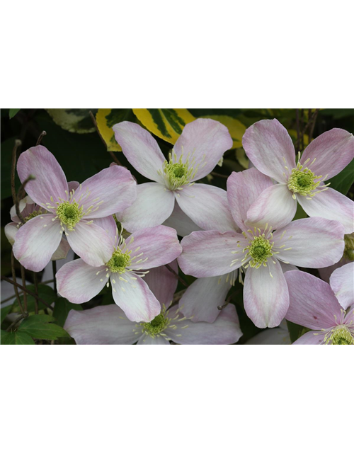 Clematis montana 'Rubens'