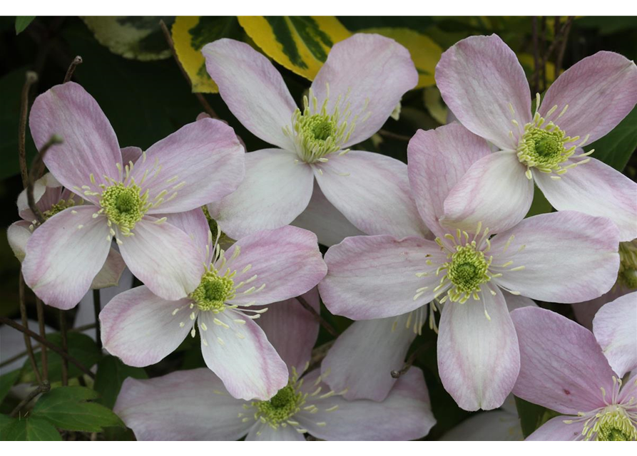 Clematis montana 'Rubens'