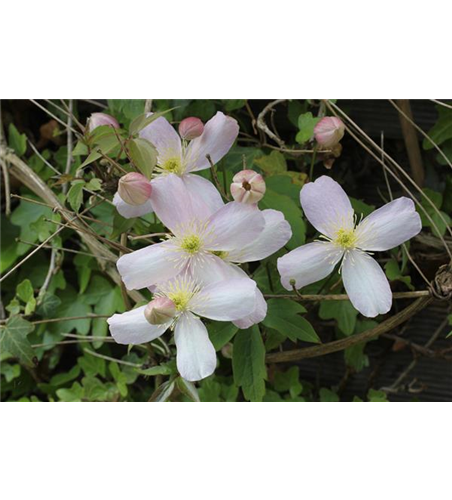 Clematis montana 'Rubens'