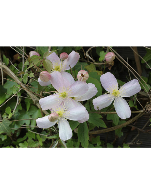 Clematis montana 'Rubens'