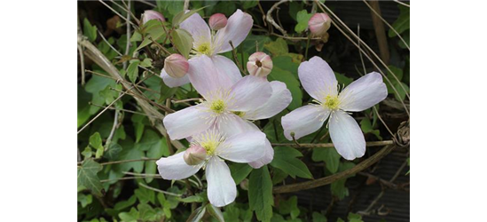 Clematis montana 'Rubens'