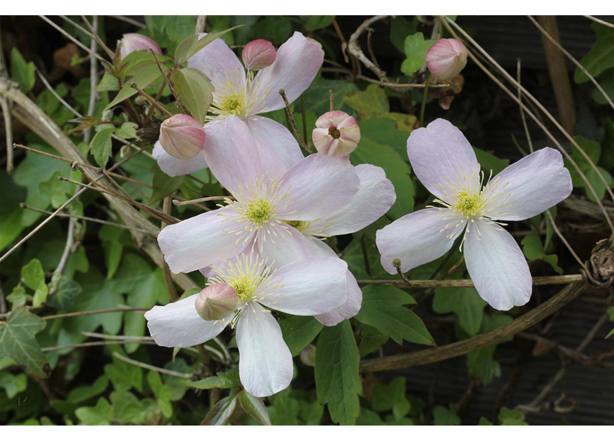 Clematis montana 'Rubens'