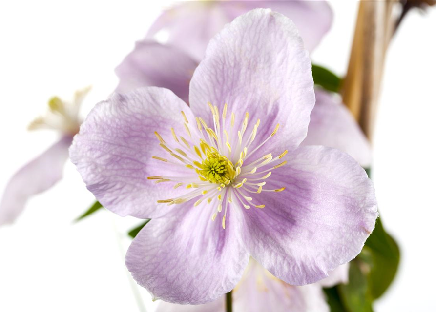 Clematis montana 'Rubens'