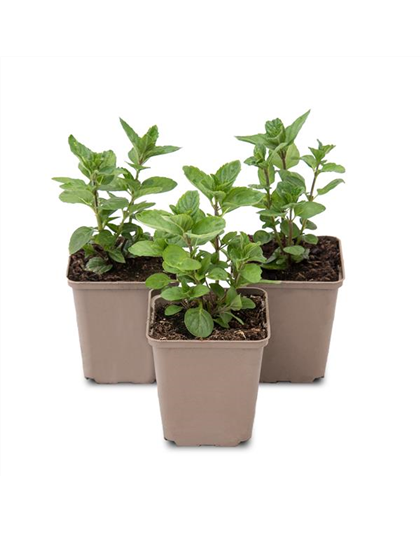 Mentha spicata Spearmint