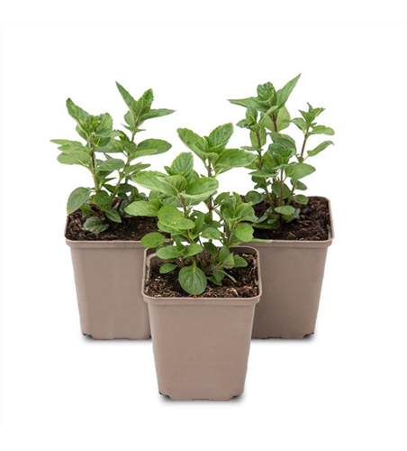 Mentha spicata Spearmint