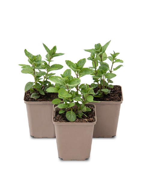 Mentha spicata Spearmint