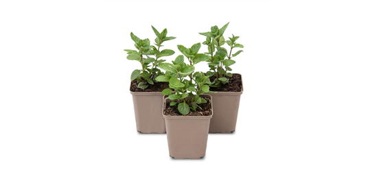 Mentha spicata Spearmint