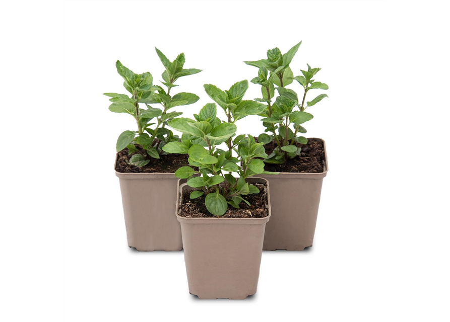 Mentha spicata Spearmint