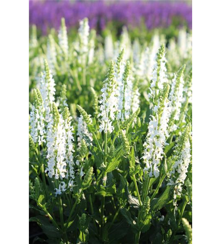 Salvia nemorosa 'Adrian'