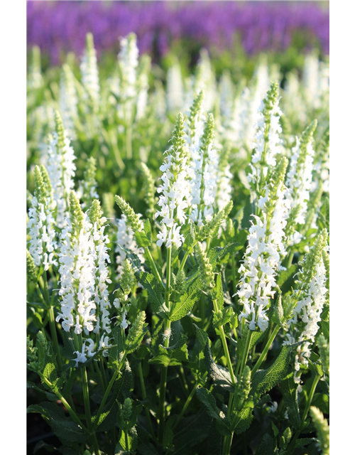 Salvia nemorosa 'Adrian'