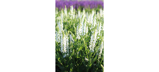 Salvia nemorosa 'Adrian'