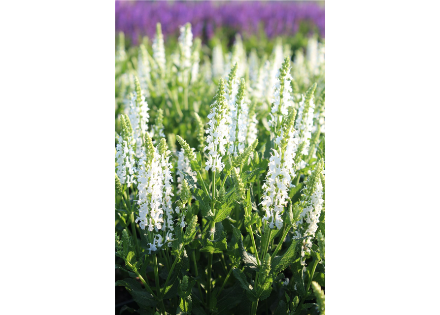 Salvia nemorosa 'Adrian'