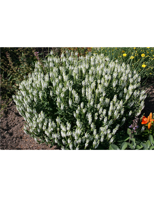 Salvia nemorosa 'Adrian'