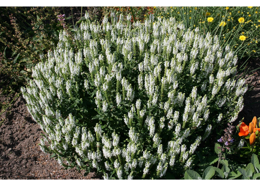 Salvia nemorosa 'Adrian'