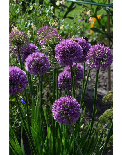 Allium senescens 'Millenium'®