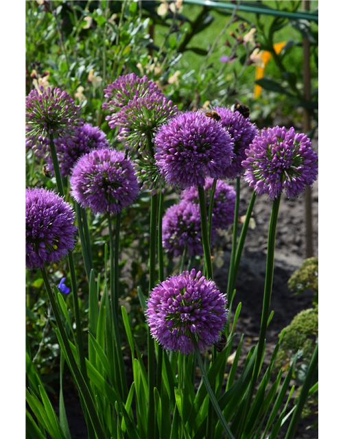 Allium senescens 'Millenium'®