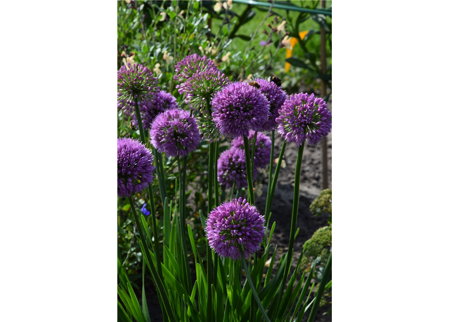 Allium senescens 'Millenium'®