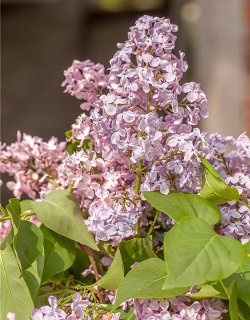 Syringa hyacinthiflora 'Rosenrot'