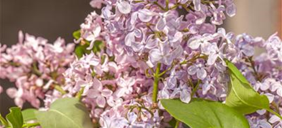 Syringa hyacinthiflora 'Rosenrot'