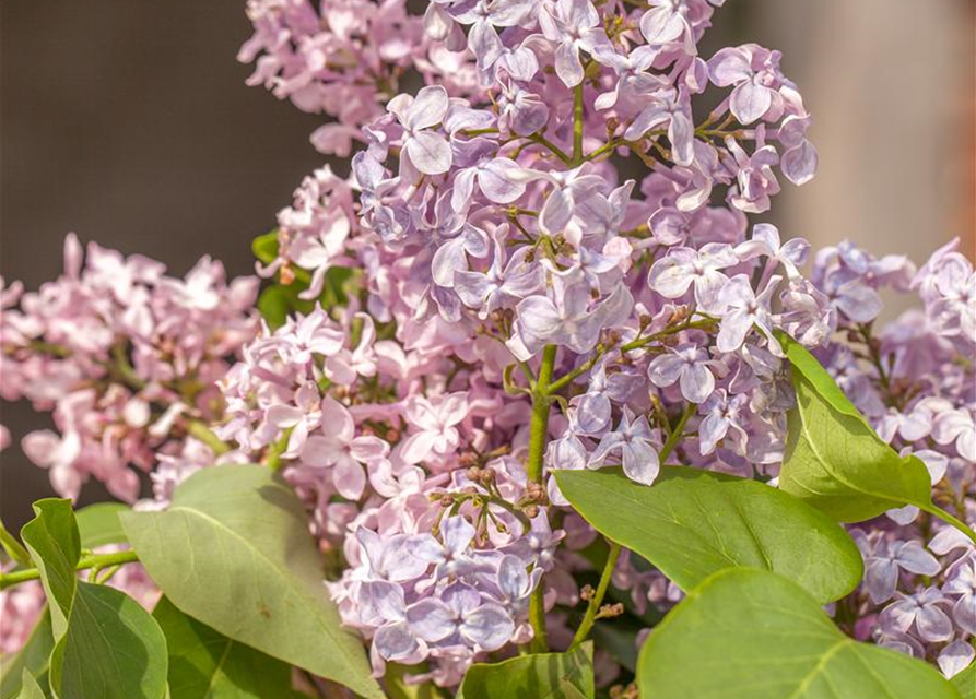 Syringa hyacinthiflora 'Rosenrot'